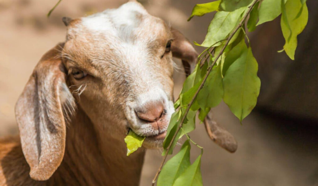 Targeted Grazing Monitoring Protocols