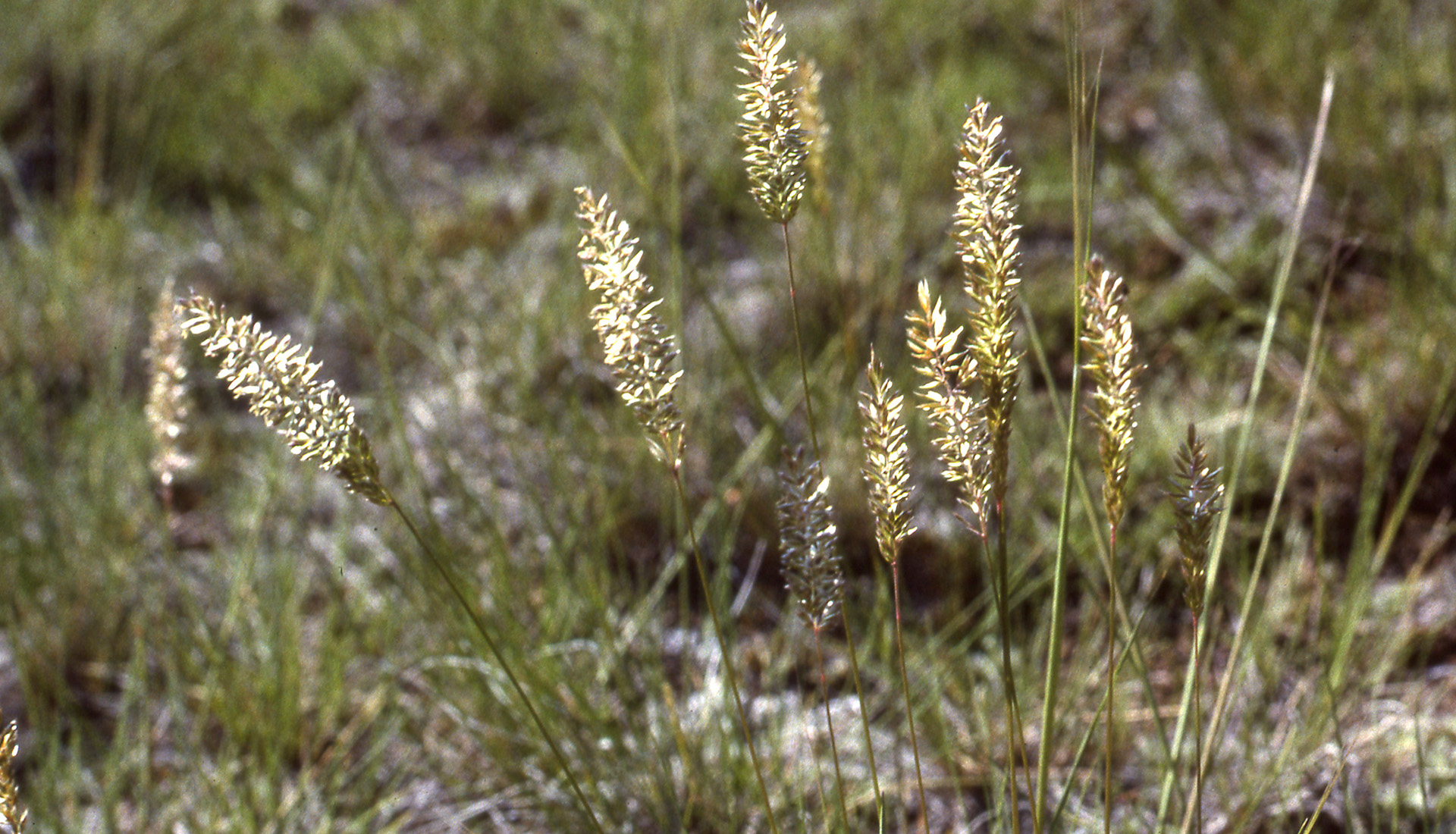 june grass