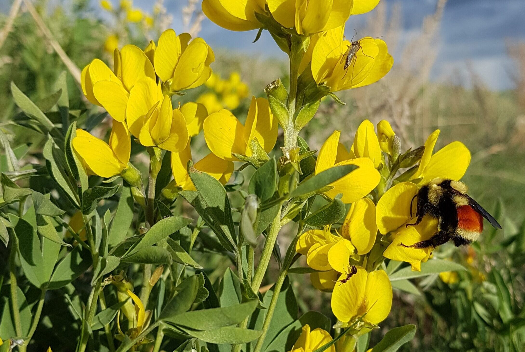 Thermopsis rhombifolia Buffalo bean