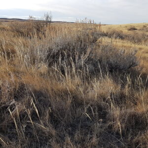 Silver Sagebrush grasslands