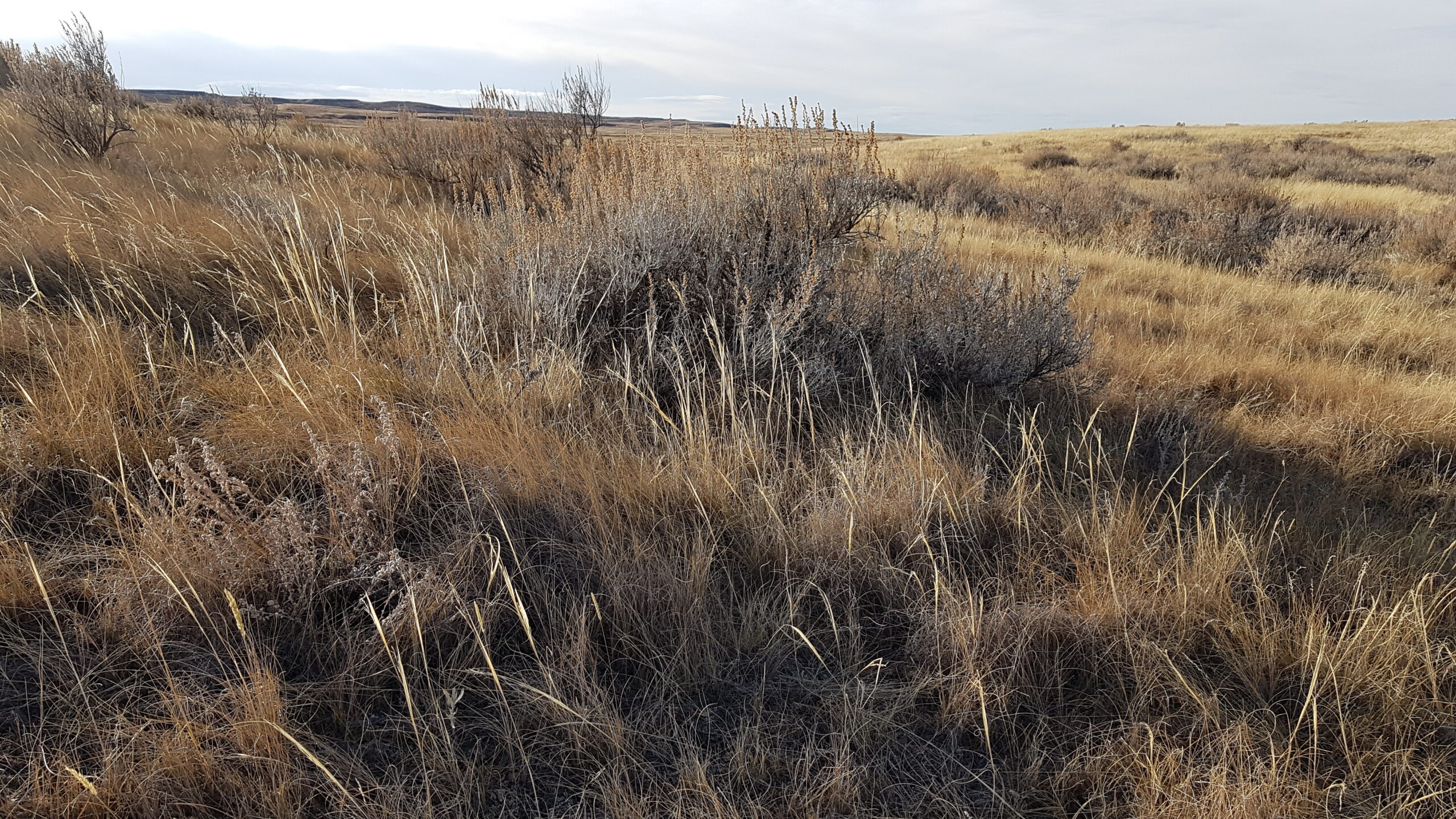 Silver Sagebrush grasslands