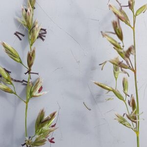 Festhal spikelets