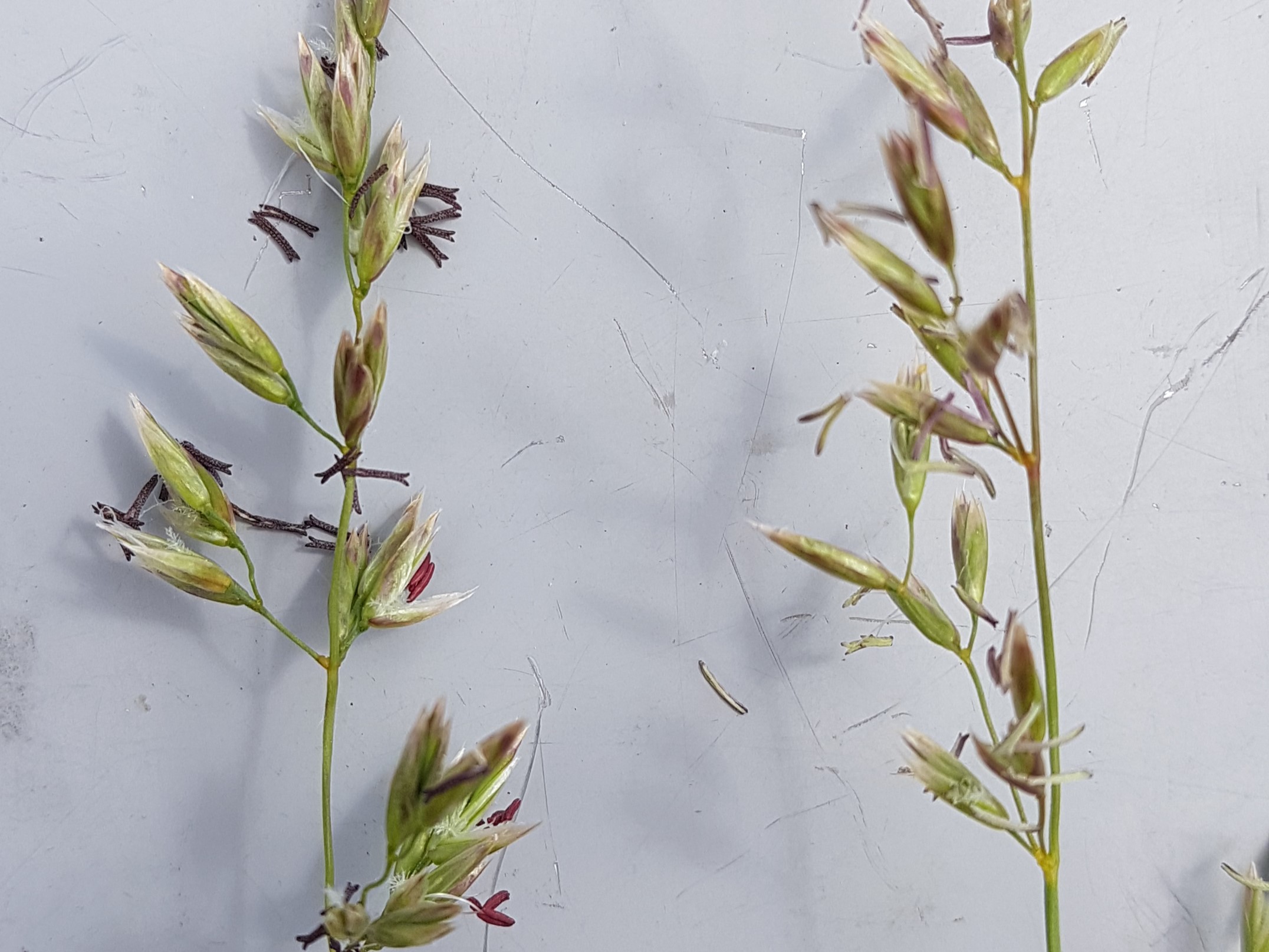 Festhal spikelets